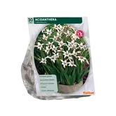 Baltus Acidanthera Bicolor per 30