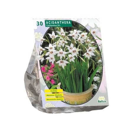 Baltus Acidanthera Bicolor per 30