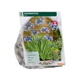 Baltus Agapanthus, Donkerblauw per 3