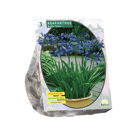 Baltus Agapanthus, Donkerblauw per 3
