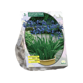 Baltus Agapanthus, Donkerblauw per 3