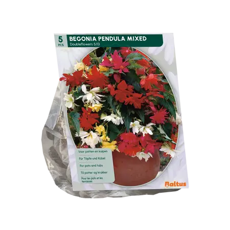 Baltus Begonia Pendula, Mix per 5