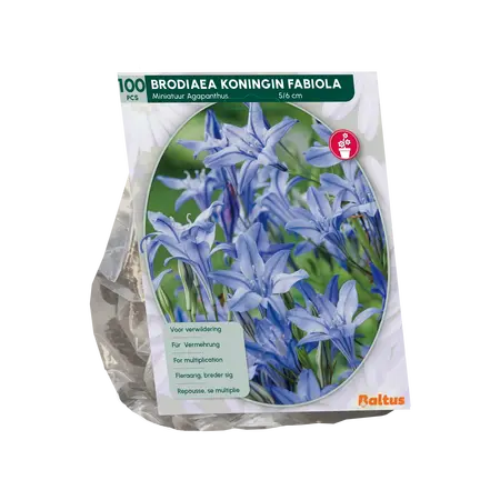 Baltus Brodiaea Fabiola per 100