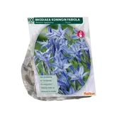Baltus Brodiaea Fabiola per 100