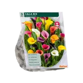 Baltus Calla Zantedeschia Gemengd per 3