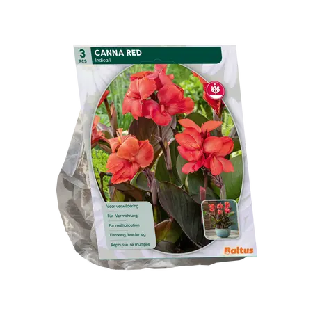 Baltus Canna donkerroodblad, Rood per 3