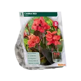 Baltus Canna donkerroodblad, Rood per 3