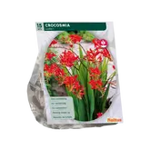 Baltus Crocosmia Lucifer per 15