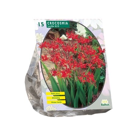 Baltus Crocosmia Lucifer per 15