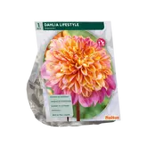 Baltus Dahlia Anemone Lifestyle per 1