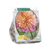 Baltus Dahlia Anemone Lifestyle per 1