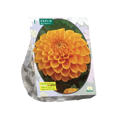 Baltus Dahlia Ball Maarn per 1