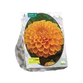 Baltus Dahlia Ball Maarn per 1