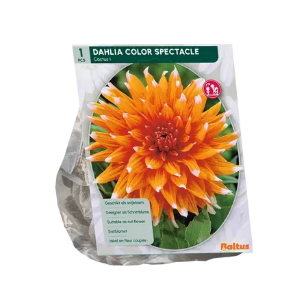 Baltus Dahlia Cactus Colour Spectacle per 1