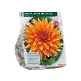 Baltus Dahlia Cactus Colour Spectacle per 1