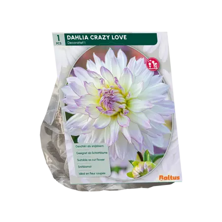 Baltus Dahlia Cactus Crazy Love per 1