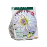 Baltus Dahlia Cactus Crazy Love per 1