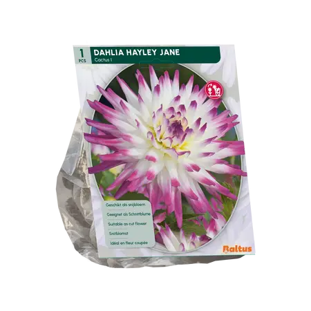 Baltus Dahlia Cactus Hayley Jane per 1