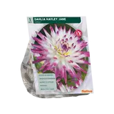 Baltus Dahlia Cactus Hayley Jane per 1