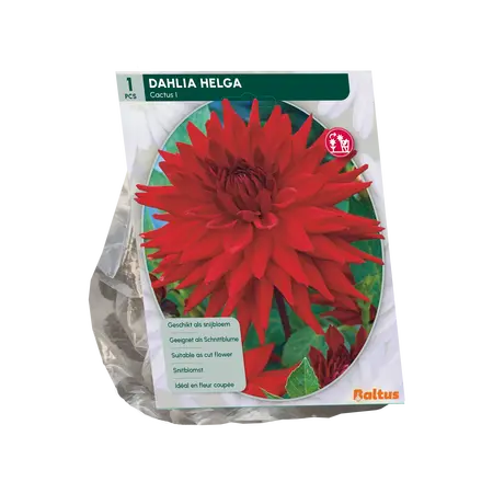 Baltus Dahlia Cactus Helga per 1