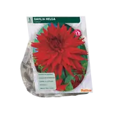 Baltus Dahlia Cactus Helga per 1