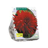 Baltus Dahlia Cactus Helga per 1