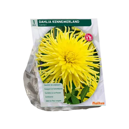 Baltus Dahlia Cactus Kennemerland per 1