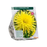 Baltus Dahlia Cactus Kennemerland per 1