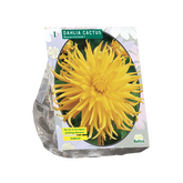 Baltus Dahlia Cactus Kennemerland per 1