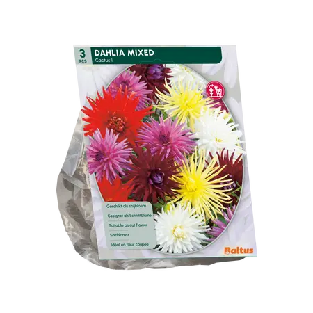 Baltus Dahlia Cactus Mixed per 3