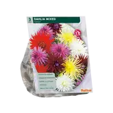 Baltus Dahlia Cactus Mixed per 3