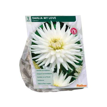 Baltus Dahlia Cactus My Love per 1