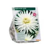 Baltus Dahlia Cactus My Love per 1