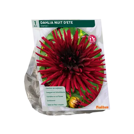 Baltus Dahlia Cactus Nuit d'ete per 1