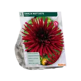 Baltus Dahlia Cactus Nuit d'ete per 1