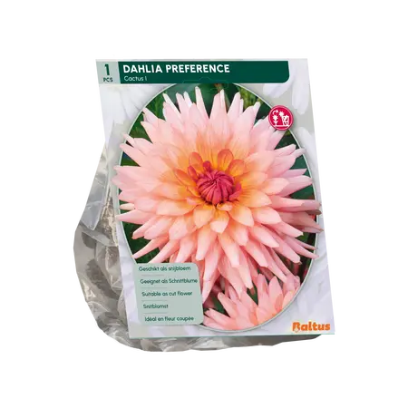 Baltus Dahlia Cactus Preference per 1