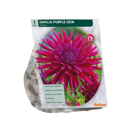 Baltus Dahlia Cactus Purple Gem per 1