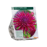 Baltus Dahlia Cactus Purple Gem per 1