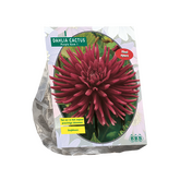 Baltus Dahlia Cactus Purple Gem per 1