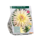 Baltus Dahlia Cactus Shooting Star per 1