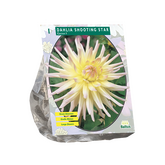 Baltus Dahlia Cactus Shooting Star per 1