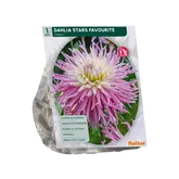 Baltus Dahlia Cactus Stars Favourite per 1