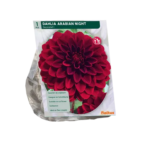 Baltus Dahlia Decoratief Arabian Night per 1