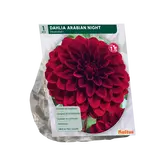 Baltus Dahlia Decoratief Arabian Night per 1