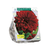 Baltus Dahlia Decoratief Arabian Night per 1
