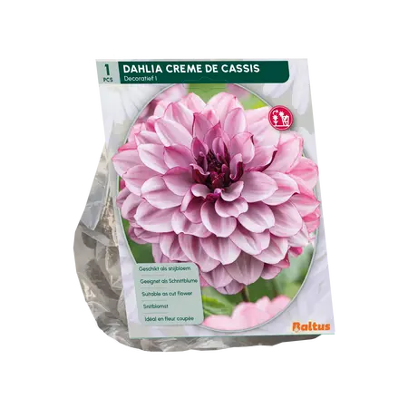 Baltus Dahlia Decoratief Creme de Cassis per 1