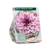 Baltus Dahlia Decoratief Creme de Cassis per 1