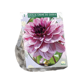 Baltus Dahlia Decoratief Creme de Cassis per 1