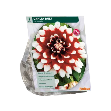 Baltus Dahlia Decoratief Duet per 1