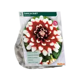 Baltus Dahlia Decoratief Duet per 1
